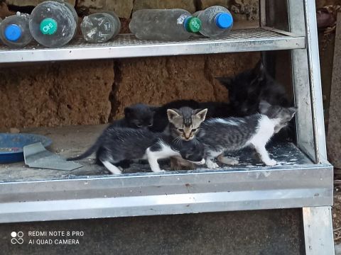 5gatinhos pra adoção busca no local