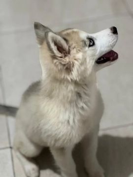 Filhote de husky siberiano fêmea 