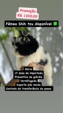 Shih Tzu Fêmea Micro - Promoção!