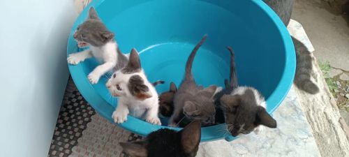 Gatinhos fofinhos para adoção!