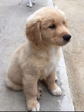 Filhote de Golden Retriever pronto para preencher sua casa com alegria!