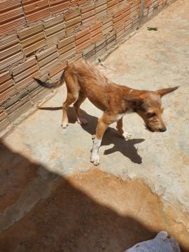 Cachorro para adoção / Scooby