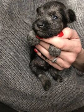 Lindos schnauzer fêmea a venda passo cartão 