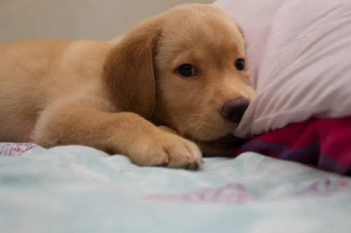 Filhote de labrador para doação 