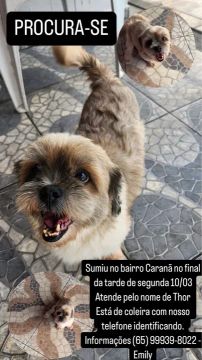 Procura-se Thor - Shih Tzu