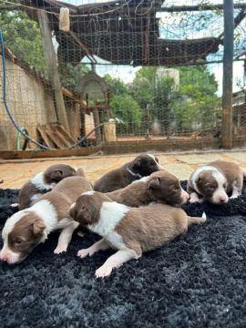 Filhotes Border Collie Lindos (Macapá )