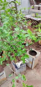 Pés acerola vermelha