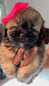Shih Tzu Filhotes