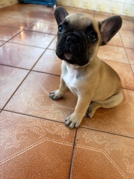 bulldog francês femea