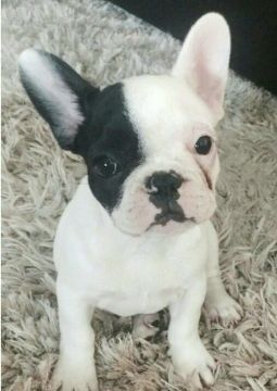 Bulldog Francês Fofos