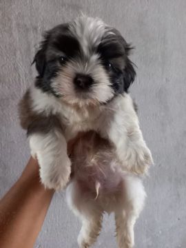 Promoção ShihTzu Fêmea/Macho 