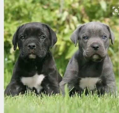 Cane corso filhotes a venda 
