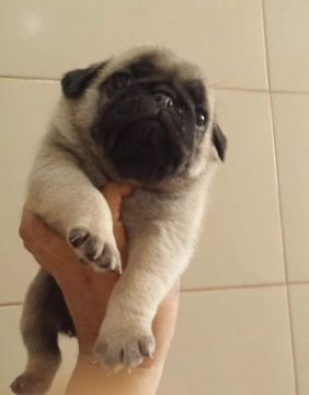 Filhotes de Pug