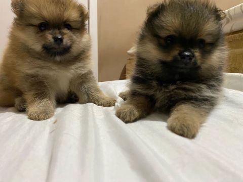 Dois filhotes de Spitz Alemão