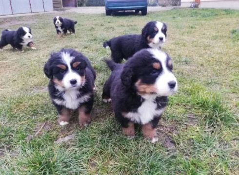 Lindos filhotes de Bernese Mountain a pronta entrega, consulte!