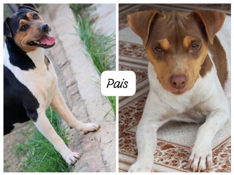 vendo fox paulistinha 