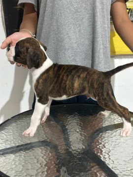 Boxer filhote