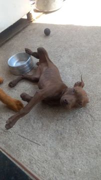 Femea de pitbull rednose 