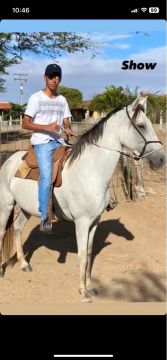 Égua meio sangue mangalarga marchador 