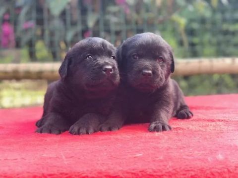 Labrador filhotes de 45 a 60 dias, a pronta entrega