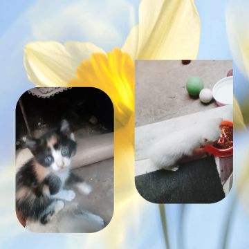 Gatinhos fofinhos para adoção!