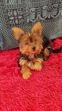 Yorkshire Terrier 