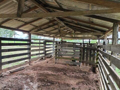 Vendo Sítio de 81 hectares Com Título e Escritura, BR 319, KM 13, Linha Tranpurus.