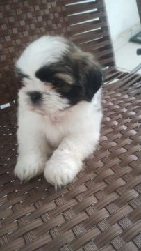  Vendo um lindo Shih Tzu filhote