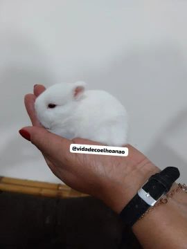 Coelho Anão Netherland Dwarf linhagem importada menor coelho domestico mundo 