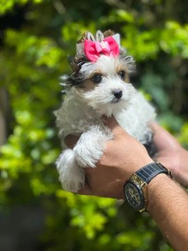 Biewer Terrier de Alta Qualidade