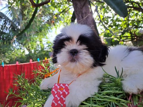 Filhote Shih Tzu lindo e dócil *54
