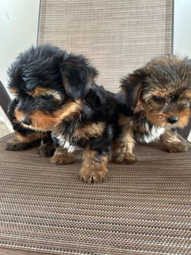 filhotes de Yorkshire Terrier
