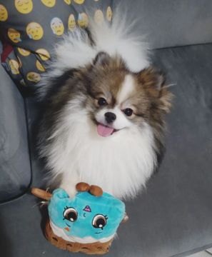 Lulu da Pomerânia disponível para cruza 
