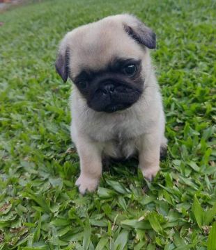 Filhote macho de Pug 