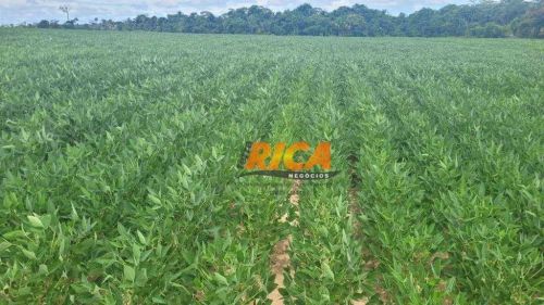 Fazenda em nova Mamoré com 1560 hectares