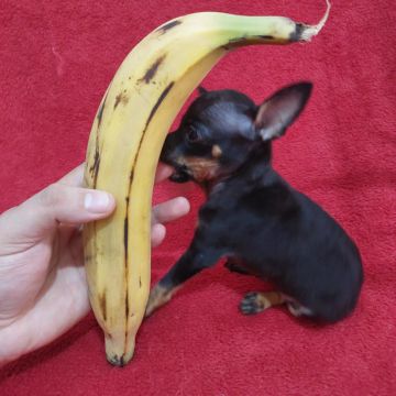 Pinscher zero macho com 65 dias com vasina pai e mãe zero 