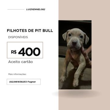 Filhotes de Pit Bull - R$ 400