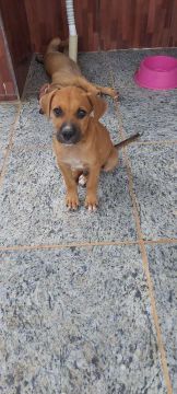 Lindo cão cruzado 