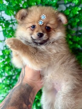 Spitz fêmeas Lulu da pomerania laranjinha 