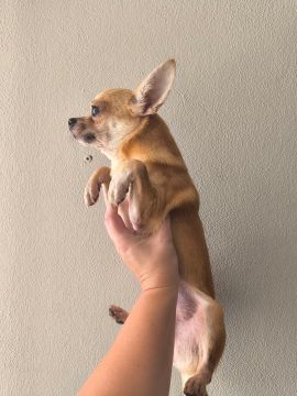 Vendo macho de chihuahua bem pequeno 