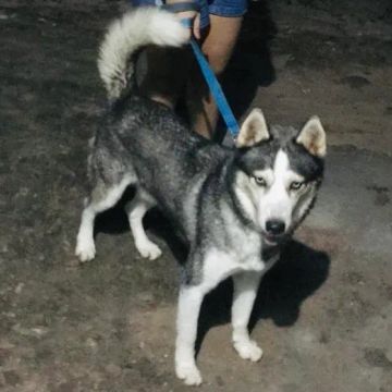 Procura-se uma namorada especial!