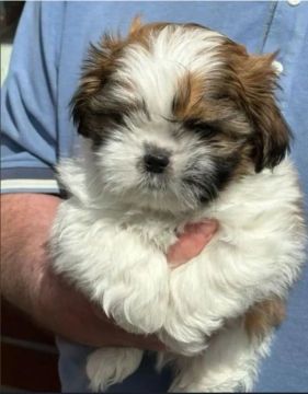 Filhote Shih Tzu - Fofo e Carinhoso