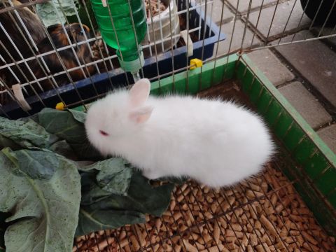 Mini coelho Lion 