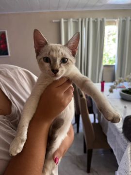 Gatos pra adoção responsável 