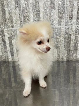 Spitz alemão macho