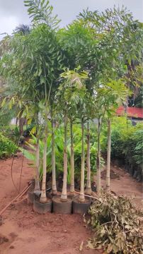 Palmeira rabo de raposa 2,70 mts altura 