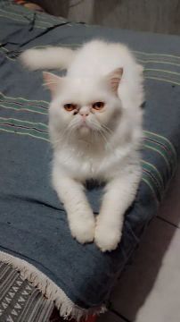 Vendo gato persa 
