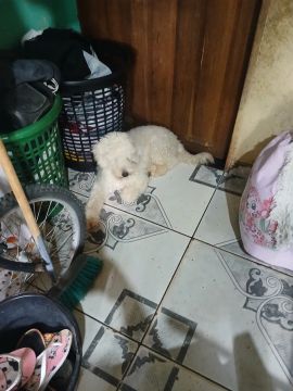 Poodle 