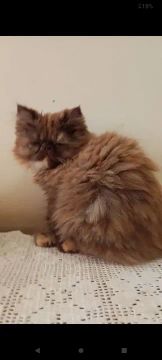 Filhote Gato Fêmea Brown tab(cor raríssima exotica) Purissima pronta entrega!