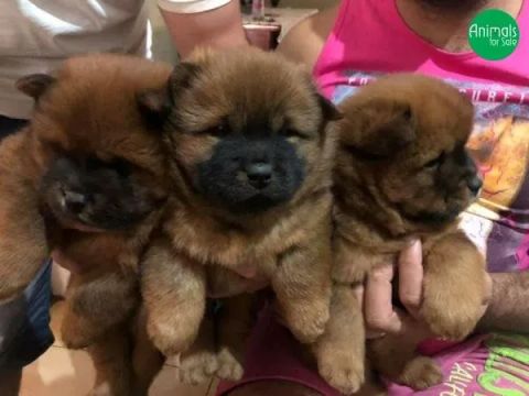 3 Filhotes Chow Chow - Lindos